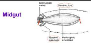 Flashcards - ENTOM 305- Animal Health Entomology (Lect. 5- Digestive