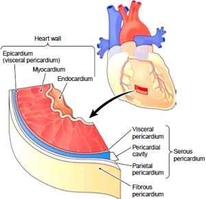 Flashcards - Cardiovascular System: The Heart