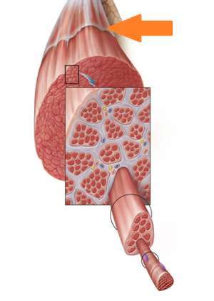 Flashcards - Ch. 11 Muscles a (lecture)