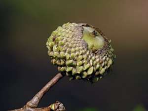 Overcup Oak (Quercus lyrata) acorn
