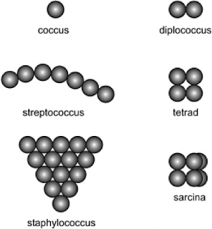 Flashcards - Microbiology Chapter 3