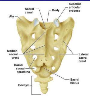 Flashcards - Neuroanatomy - Vertebral Column