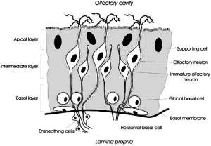 Flashcards - Histology Lecture #2