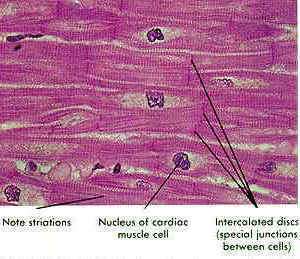 Flashcards - Biology 112 2