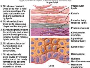 Flashcards - Histology Lecture #2