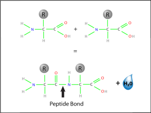 A000133_peptide_bond