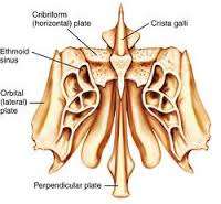 Flashcards - Anatomy Cards Test 1