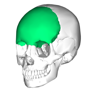 Flashcards - A&P Lab 3 Skeleton