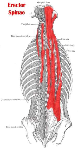 Flashcards - anatomy 2