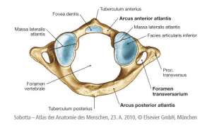 Flashcards - 01A VERTEBRAE