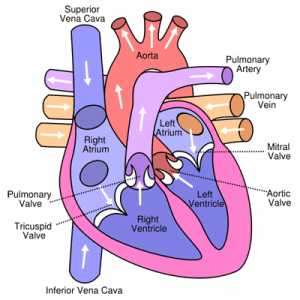 Flashcards - ECG and Heart