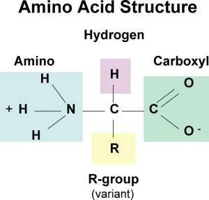 amino-acid-structure
