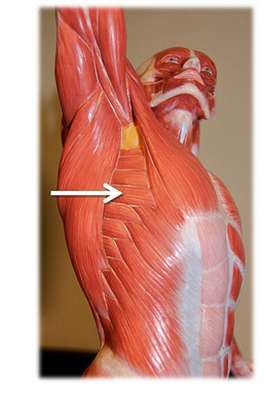 Flashcards - Muscles 3 Torso (lab)