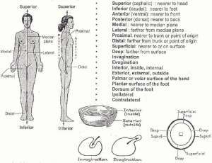 Flashcards - Gross Anatomy - Survey of Great Creators