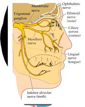 Flashcards - Brain Stem II & Cranial Nerves