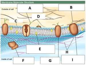 membrane-14471FFB38D03CA51C6