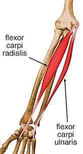 Flashcards - Primate ANT Forearm