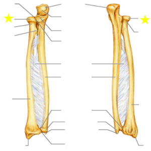 Flashcards - Bones of the Upper Limb
