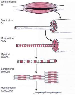 Flashcards - Physio Muscle Physio (9)