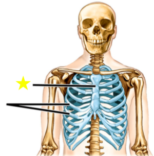 large flat triangular bone that overlies the posterior thoracic wall