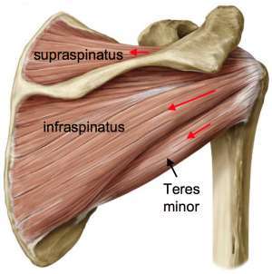 M Supra et infraspinatus