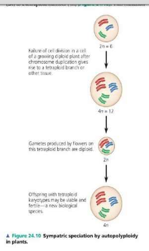 Flashcards - Biology II Chapter 24