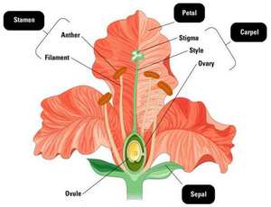 Flashcards - Bio 1215 plant diversity