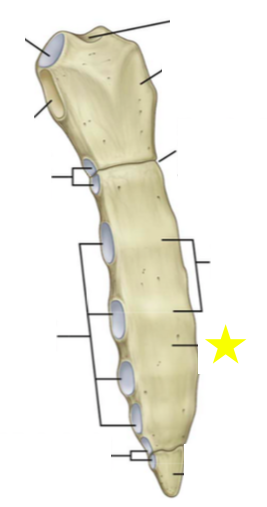 Flashcards - Bones of the Axial Skeleton