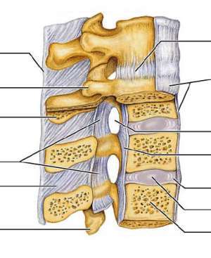 Flashcards - Neuroanatomy - Vertebral Column