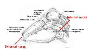 Flashcards - ALS 2304 VT Animal Anatomy Final Exam : Respiratory System