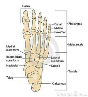 Flashcards - Anat Leg (3)