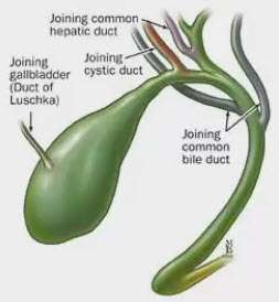 Flashcards - Anatomy Terminology 1.txt