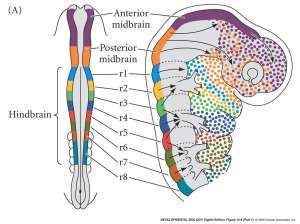 Flashcards - Chapter 11: Neural Crest Cell and Axonal Speciticity