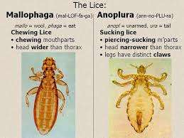 Flashcards - Ectoparasites (flea and lice)