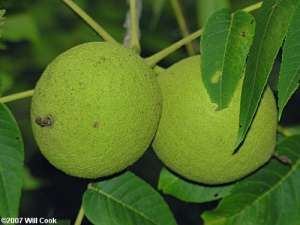 Black Walnut (Juglans nigra) nuts