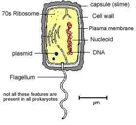 Flashcards - Topic 2 - Cells