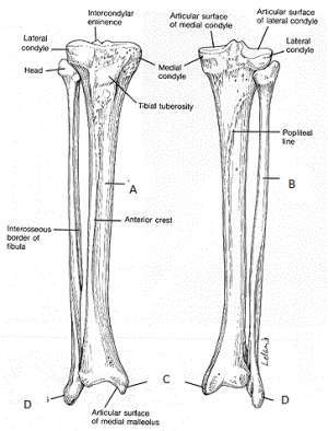 Flashcards - ANTH 309L: Practicum 1