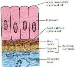 Flashcards - Anatomy Ch 4